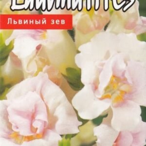 DIDIEJI ŽIOVEINIAI TWINNY H APPLEBLOSSOM