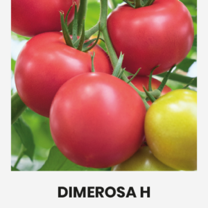 POMIDORAI VALGOMIEJI DIMEROSA H