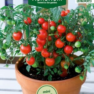 POMIDORAI VALGOMIEJI VILMA