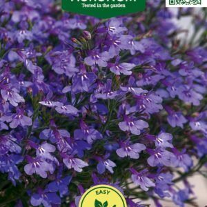 PAPRASTOSIOS LOBELIJOS BLUE CARPET