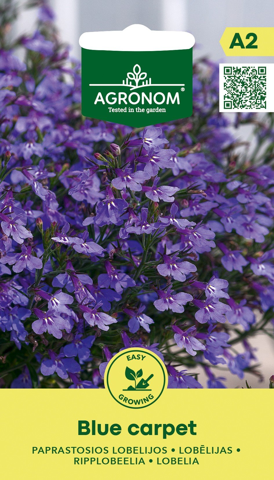 PAPRASTOSIOS LOBELIJOS BLUE CARPET