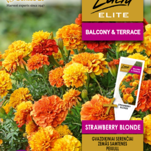 GVAZDIKINIAI SERENČIAI STRAWBERRY BLONDE