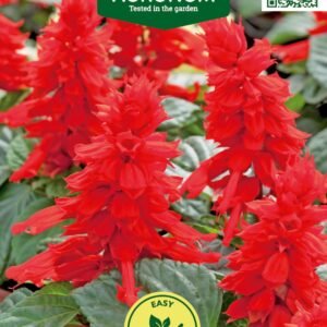 RAUDONŽIEDŽIAI ŠALAVIJAI SCARLET PICCOLO