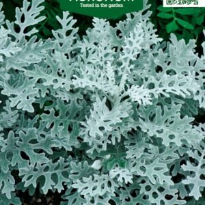 PILKŠVALAPĖS ŽILĖS CANDICANS