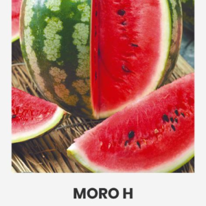 ARBŪZAI TIKRIEJI MORO H