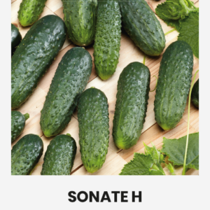 AGURKAI PAPRASTIEJI TRUMPAVAISIAI SONATE H