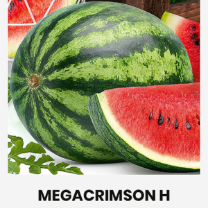 ARBŪZAI TIKRIEJI MEGACRIMSON H