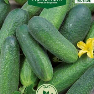 AGURKAI PAPRASTIEJI TRUMPAVAISIAI SANTANA H