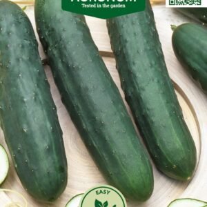 AGURKAI PAPRASTIEJI ILGAVAISIAI MARKETER