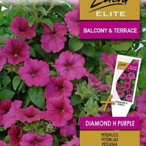 PETUNIJОS-SURFINIJОS DIAMOND H PURPLE