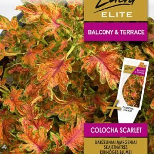 MARGENIAI DARŽELINIAI COLOCHA SCARLET