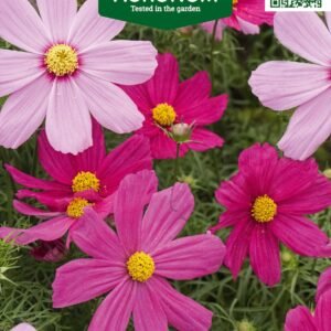 KOSMĖJOS PAPRASTOSIOS EARLY SUMMER