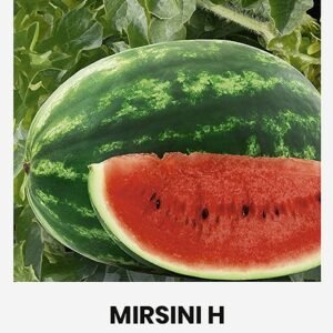 ARBŪZAI TIKRIEJI MIRSINI H