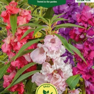 BALZAMINĖS SPRIGĖS CAMELLIA