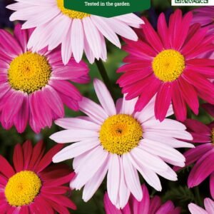 SKAISTENIAI RAUSVAŽIEDŽIAI ROBINSONS GIANT