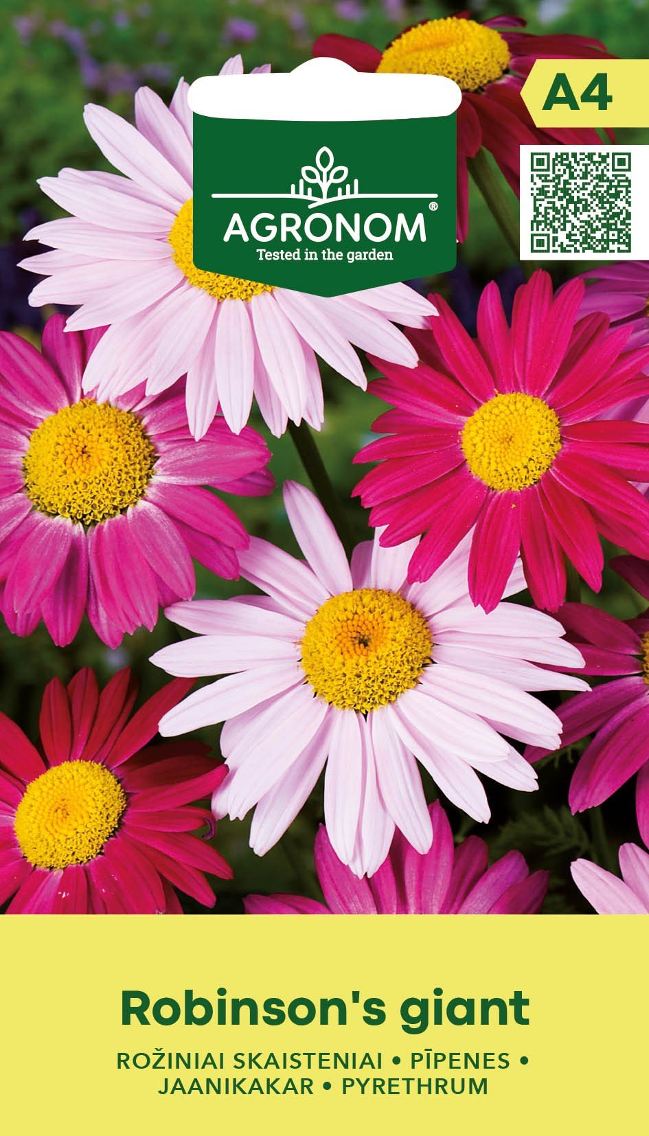 SKAISTENIAI RAUSVAŽIEDŽIAI ROBINSONS GIANT