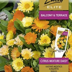VAISTINĖS MEDETKOS CITRUS MIXTURE DAISY