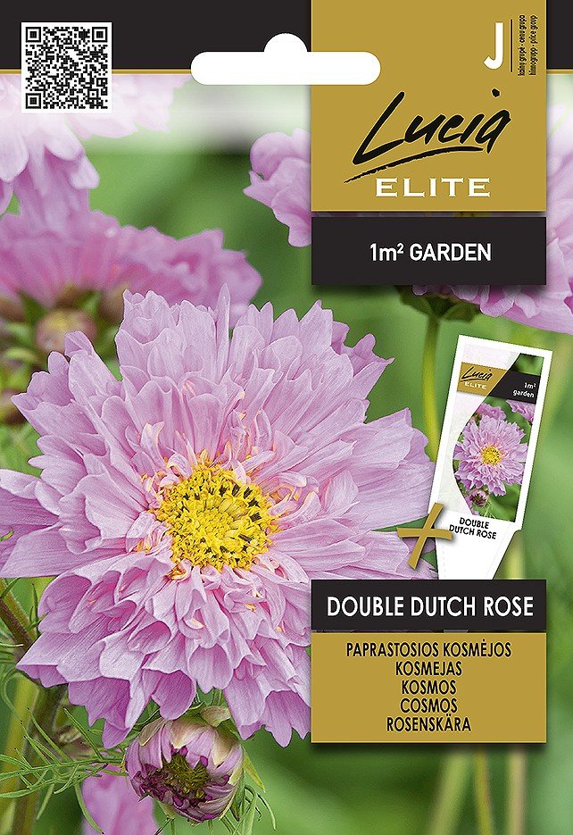 PAPRASTOSIOS KOSMĖJOS DOUBLE DUTCH ROSE