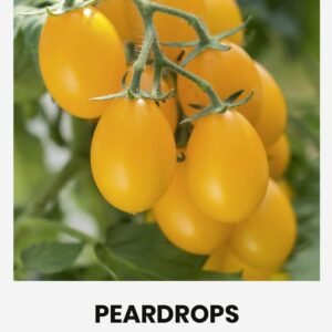 POMIDORAI VALGOMIEJI PEARDROPS